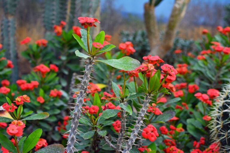 Florida Crown of Thorns Not Flowering? Check the Light First