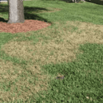 The Fall Lawn Mistakes Texas Homeowners Keep Making No Matter What They Read Online