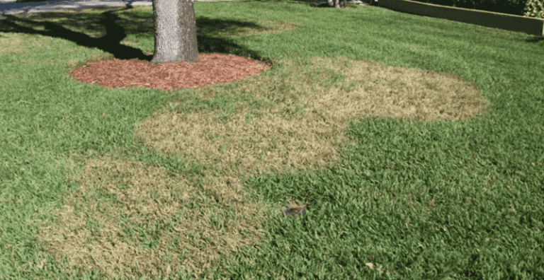The Fall Lawn Mistakes Texas Homeowners Keep Making No Matter What They Read Online