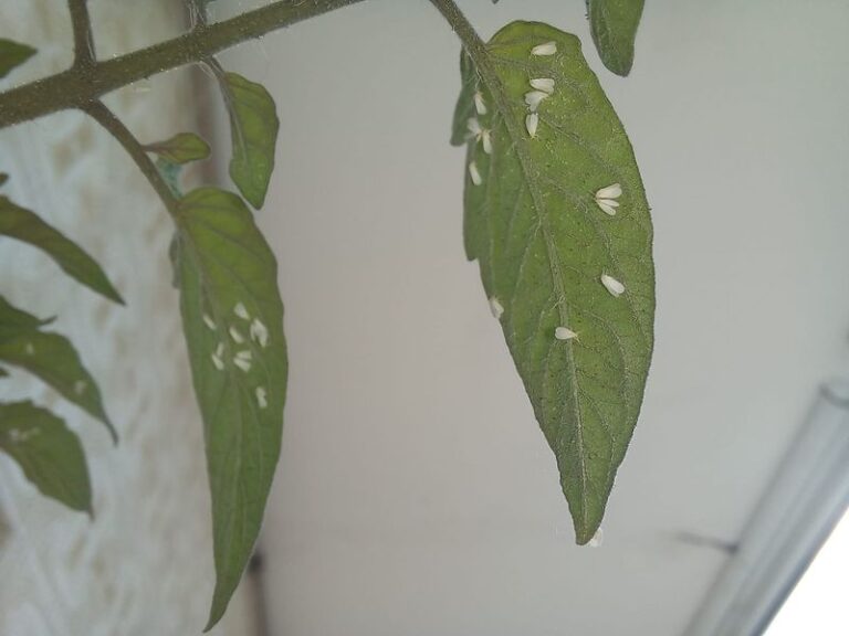 If your potted tomatoes and peppers are coming indoors for winter, check the undersides of the leaves for whiteflies first