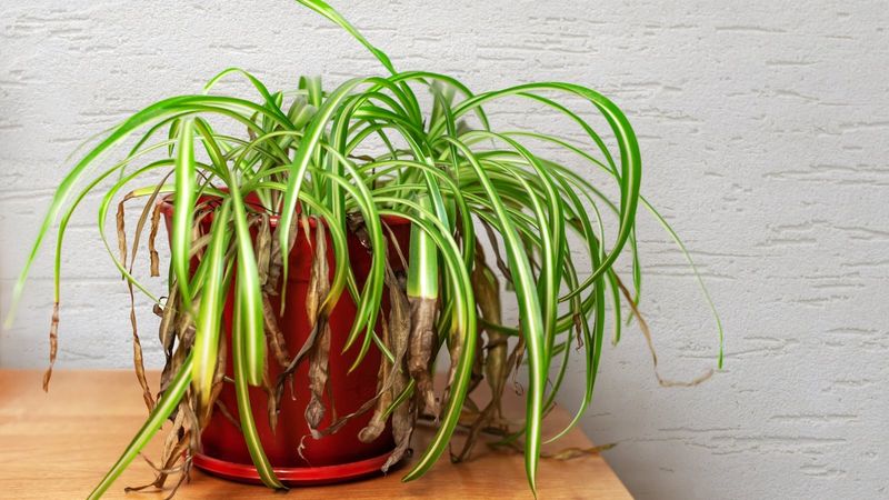 Brown Tips on Your Spider Plant: Could Your Water Be One Possible Cause?