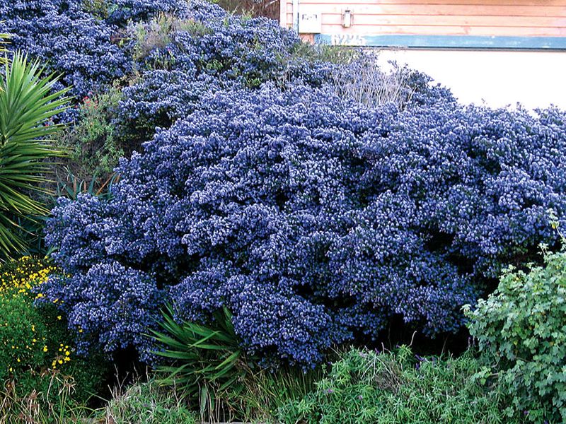 The California Plants That Thrive on the Hot, Dry Slope Your Hose Never Reaches