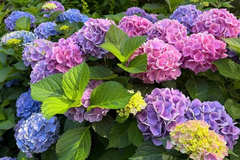Fall Soil Prep May Shift Your Hydrangea Color, but Only in Certain Types