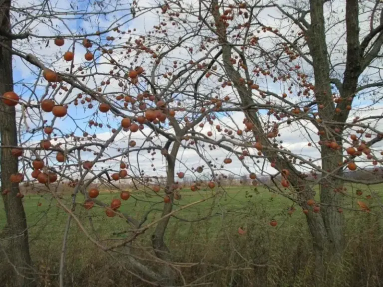 American Persimmon in North Carolina: A Native Fall Fruit Tree Often Overlooked for Yards