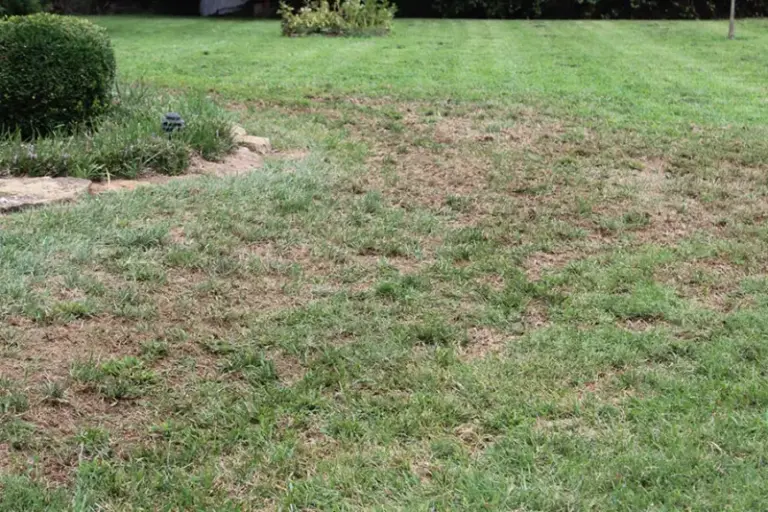 Your Lawn’s Bare Patches Stayed Bare After Aerating and Overseeding: Possible Reasons the Grass Isn’t Growing