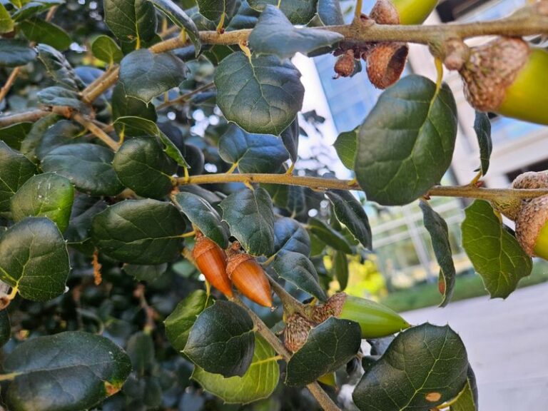 Your Florida Live Oak Is Raining Acorns This Fall, and There’s a Real Reason Behind It