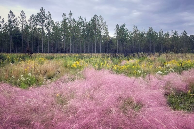 Hurricane Season Leaves Bare Spots in Florida Beds, and These 8 Natives Fill Them Before Winter