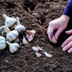 Your garlic cloves rot instead of sprouting when you plant them in this kind of soil