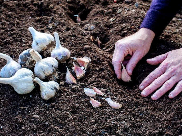 Your garlic cloves rot instead of sprouting when you plant them in this kind of soil