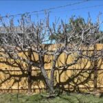 The Hidden Frost Damage on North Carolina Fig Trees That Won’t Show Up Until Spring