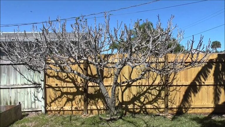 The Hidden Frost Damage on North Carolina Fig Trees That Won’t Show Up Until Spring