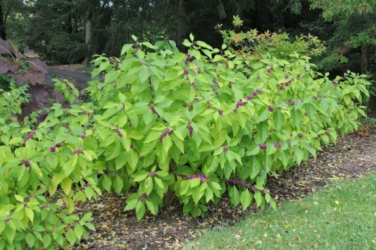 What Florida’s Native Beautyberry Research Says About Mosquito-Deterring Compounds