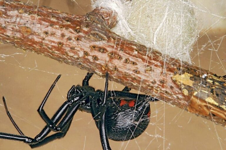 What Does a Black Widow at Your North Carolina Woodpile Really Mean?