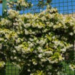 Training Star Jasmine on a Chain-Link Fence in Central Texas