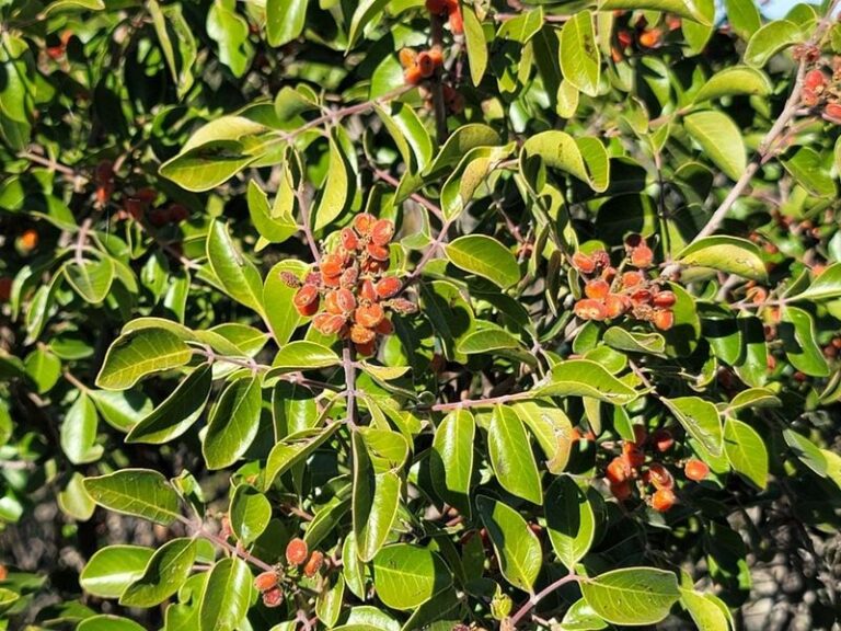 Evergreen Sumac: A Texas Native Evergreen Shrub Worth Calling Nurseries About