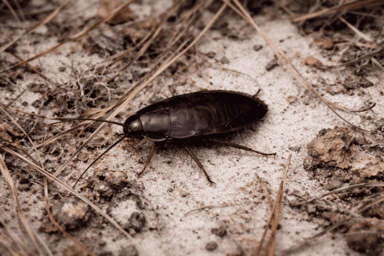 Where to Look for Palmetto Bugs in a Florida Yard and How to Keep Them Out