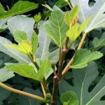 Leafy Fig Tree With No Fruit? A Fall-to-Spring Plan to Find the Cause and Improve Your Chances
