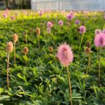Tired of Mowing St. Augustine All Winter? These 7 Florida Natives Stay Green Without It