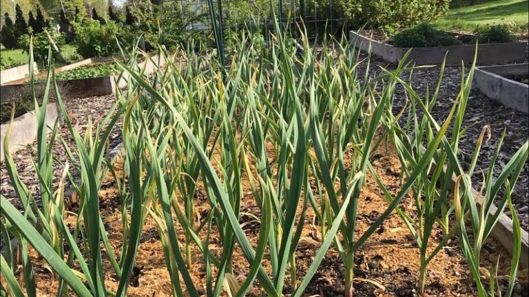 Why garlic leaves may turn yellow at the tips after a cold snap, and what to do