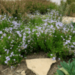 Gregg’s Mistflower: The Blue-Purple Texas Perennial That Can Light Up a Fall Bed
