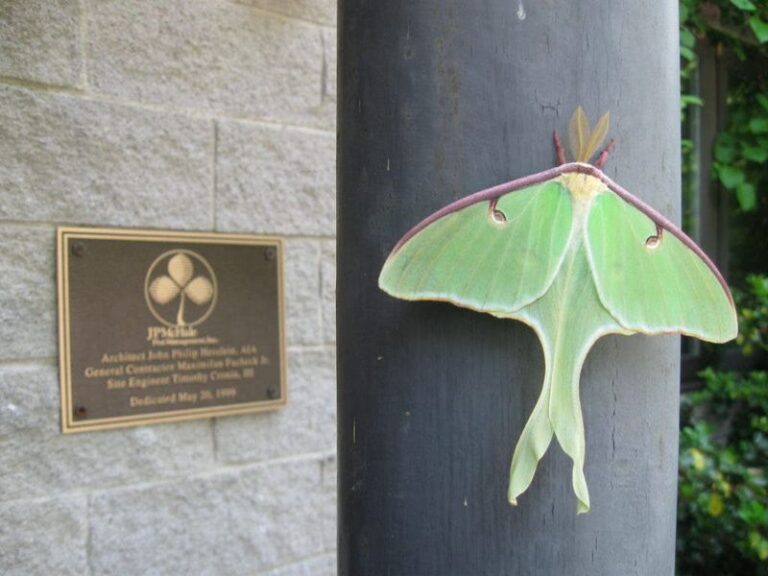 Sweetgum: The Florida Native Tree That Feeds Luna Moth Caterpillars