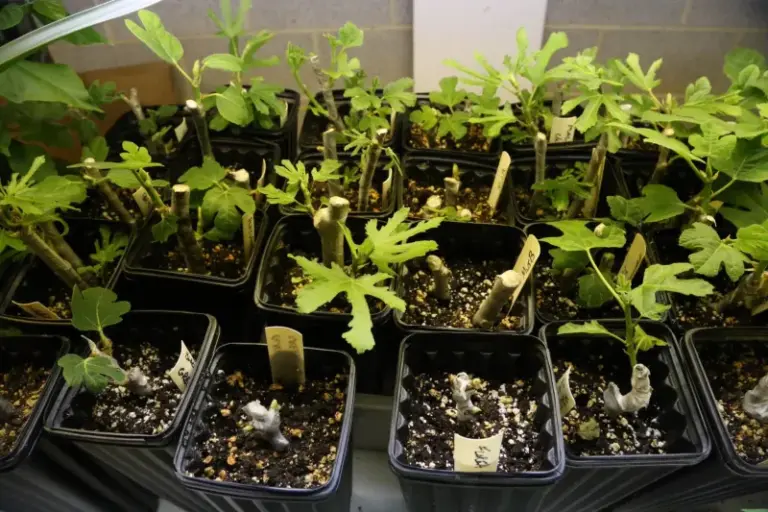Fig Cuttings From Dormant Wood Can Root, Giving You New Trees to Grow On