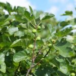 Hard green figs picked from the tree generally won’t ripen indoors, but fruit still attached may if warm weather remains