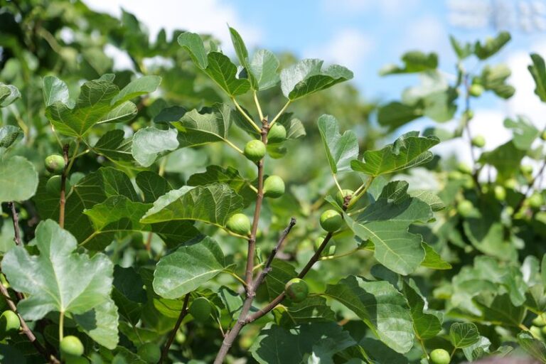 Hard green figs picked from the tree generally won’t ripen indoors, but fruit still attached may if warm weather remains