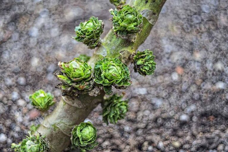 Your Fall Brussels Sprouts Stay Loose and Leafy Instead of Firm, and One Watering Habit Is Why