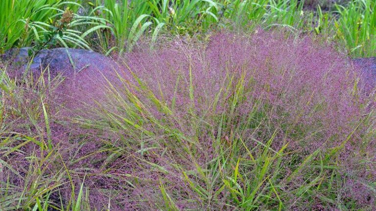 Scatter These Native Seeds on Your North Carolina Front Yard Slope This Fall and Skip Mowing It by Summer