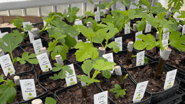 Dormant Fig Cuttings Can Become New Trees, Though Rooting and Spring Readiness Aren’t Guaranteed