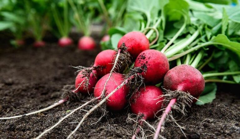 Why Fall Radishes Turn Hollow or Pithy, and How That Differs From Splitting