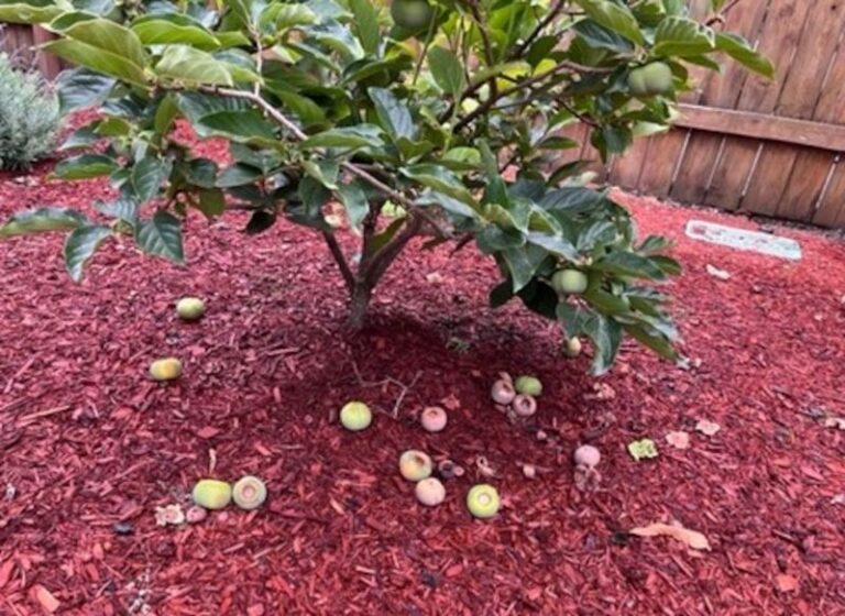Why Do Persimmons Drop Before Full Color, and What Should California Gardeners Check?