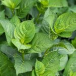 Your Hydrangea Grew Big and Green but Never Flowered: Could Your Pruning Shears Be the Reason?