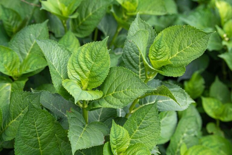 Your Hydrangea Grew Big and Green but Never Flowered: Could Your Pruning Shears Be the Reason?