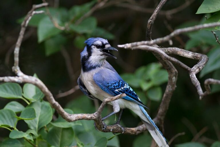 Why Blue Jays May Keep Visiting Your Florida Yard This Fall: What Food and Cover Could Explain It