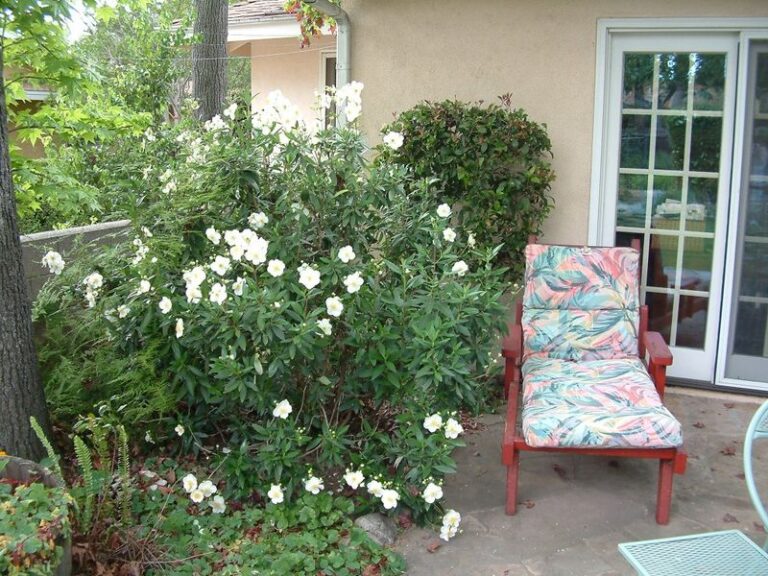 The Low-Litter California Shrubs That Screen a Small Yard Without Dropping a Mess on Your Patio