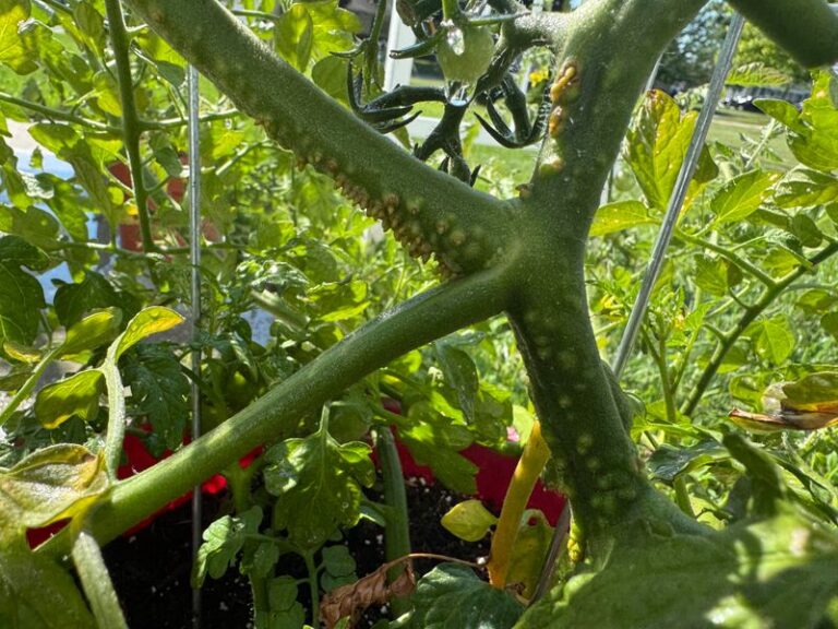 Got Lumpy Brown Swellings on Your Tomato Stems? They May Be Air Roots, and Here’s What to Check