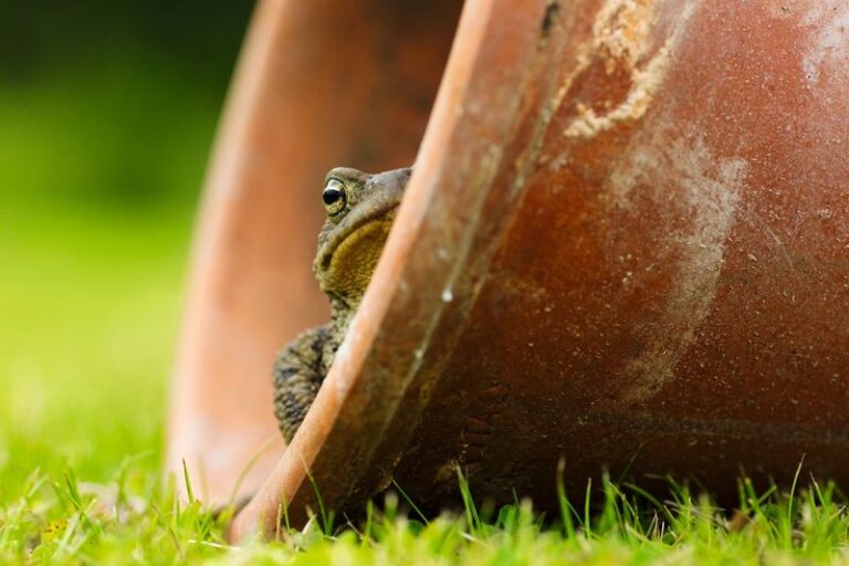 California Western Toads Eat the Cutworms and Snails in Your Beds, but Tidy Yards Leave Them Nowhere to Hide