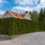 Can Your California Neighbor Make You Cut Back a Hedge That Sits Entirely on Your Side?
