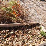 Fallen Leaves May Help Build Better Pepper Beds, But They Are Not a Magic Fix