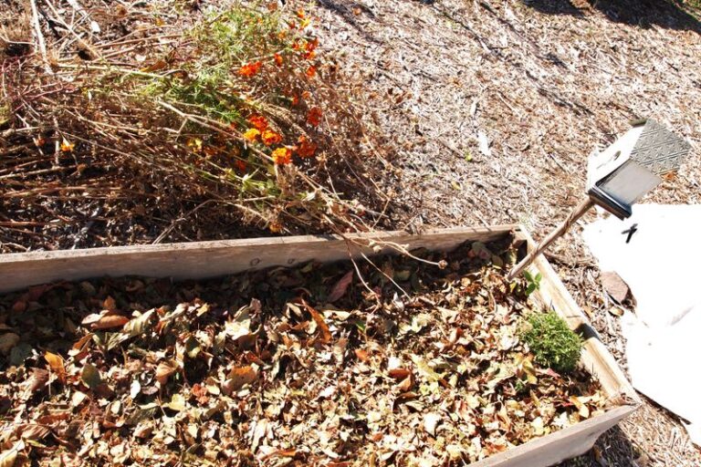 Fallen Leaves May Help Build Better Pepper Beds, But They Are Not a Magic Fix