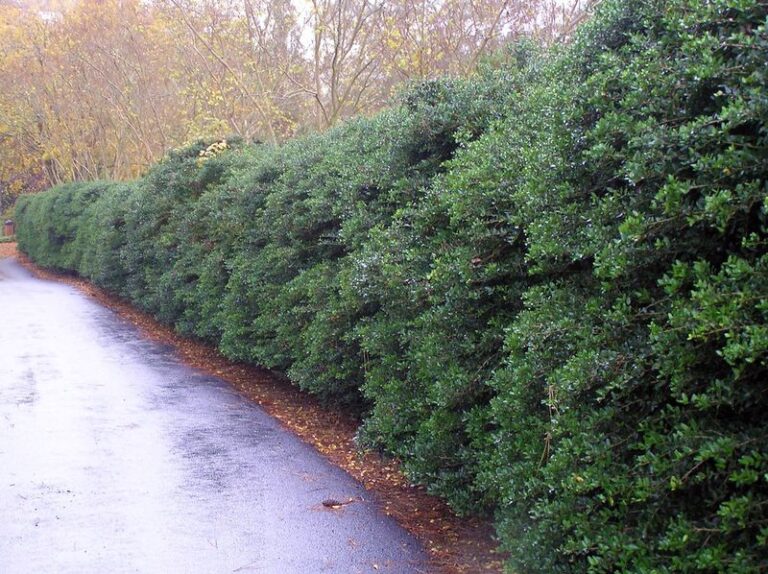 Yaupon Holly: A Native Evergreen Screen for Chain-Link Fences That Can Support Birds