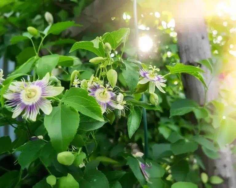 Plant Passionflower Along Your Florida Fence and Watch Butterflies Move In for Good