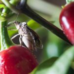 What It Really Means When Stink Bugs Start Crowding Onto Your North Carolina Fall Peppers