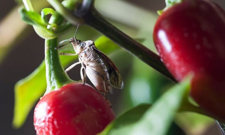 What It Really Means When Stink Bugs Start Crowding Onto Your North Carolina Fall Peppers