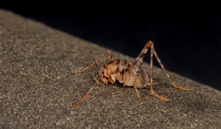 What It Really Means When Cave Crickets Start Showing Up in Your North Carolina Basement This Fall