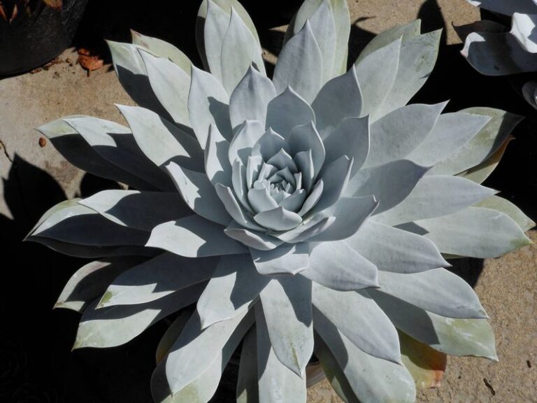 The California Front Porch Plants That Look Like a Designer Picked Them but Barely Need Water