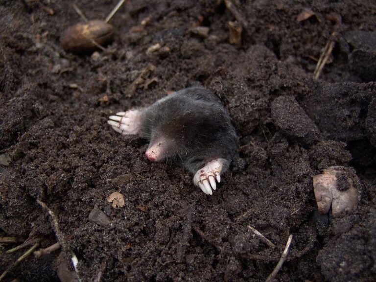 Why North Carolina Gardeners Get Moles This Time of Year and How to Actually Stop Them