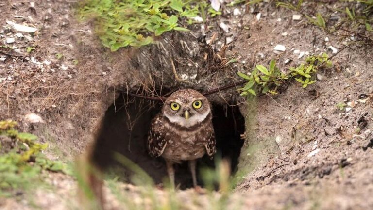 Before You Fill That Ground Squirrel Hole in Your California Yard, Look for This Protected Owl